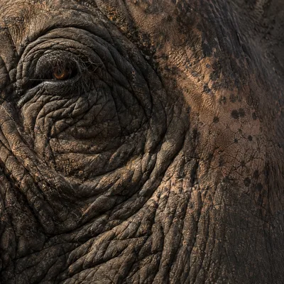 Elephant3