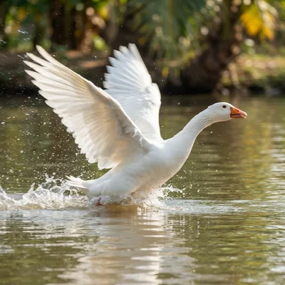 Emden_Goose1