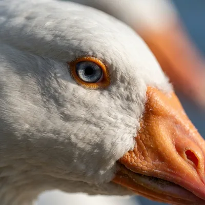 Emden_Goose2