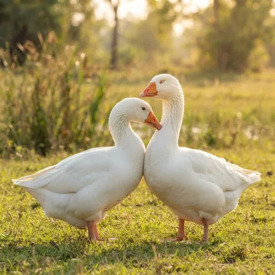 Emden_Goose3
