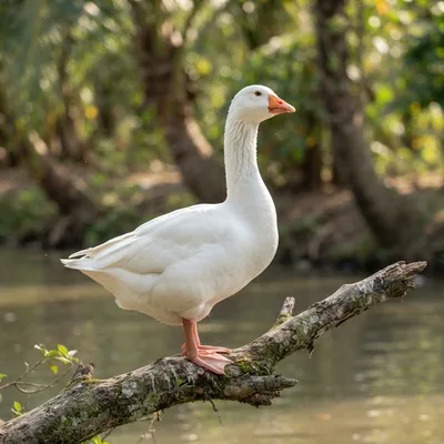 Emden_Goose4