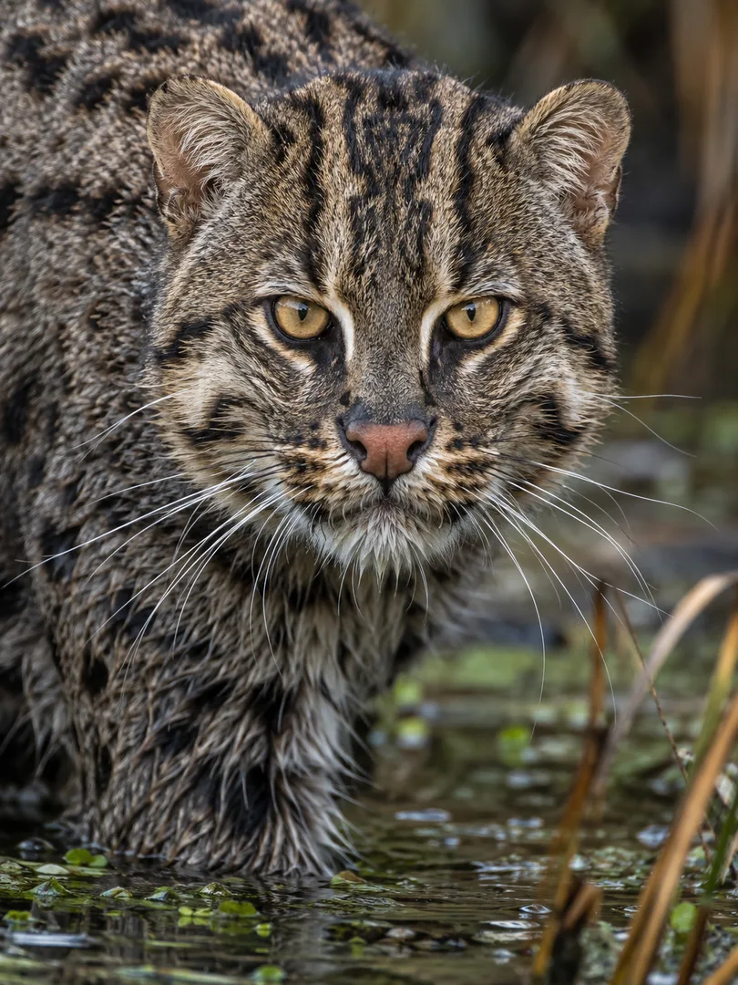 FishingCat