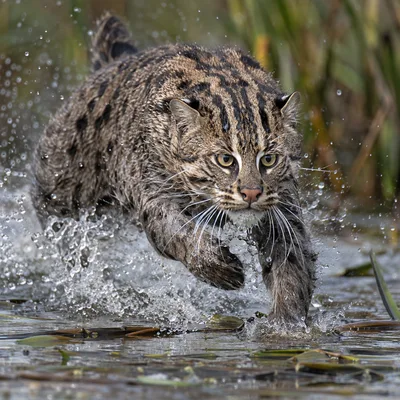 FishingCat1