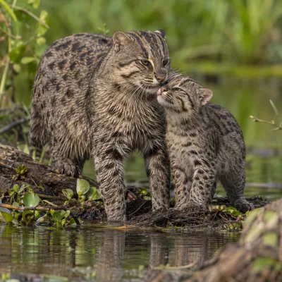 FishingCat3