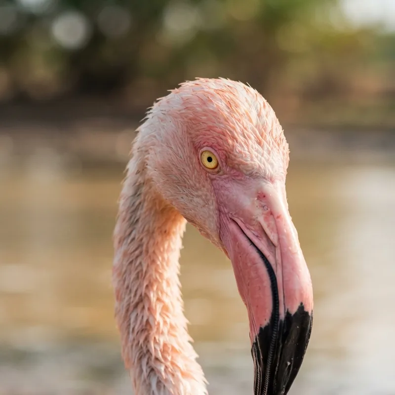 Flamingos