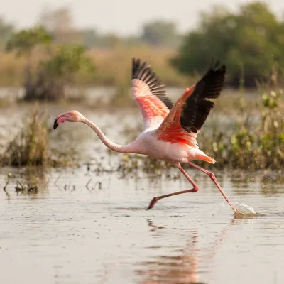 Flamingos1