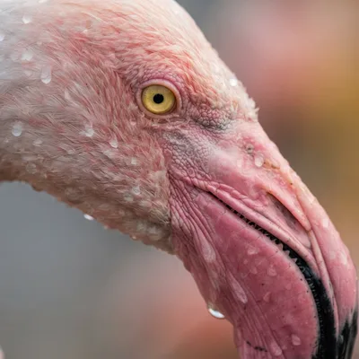 Flamingos2