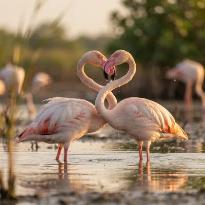 Flamingos3