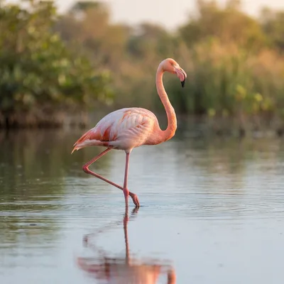 Flamingos4