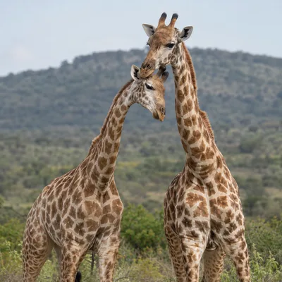 Giraffe3