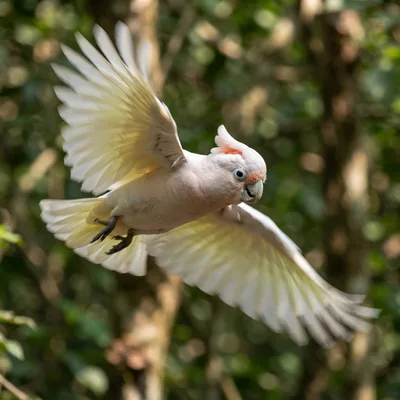 Goffin's_Cockatoo1