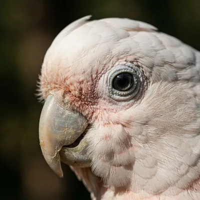 Goffin's_Cockatoo2
