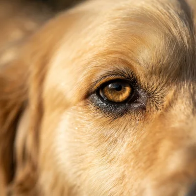 Golden retriever3