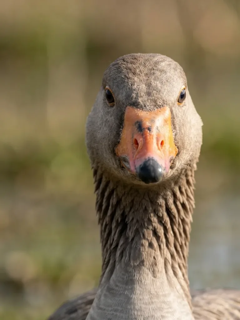 Goose