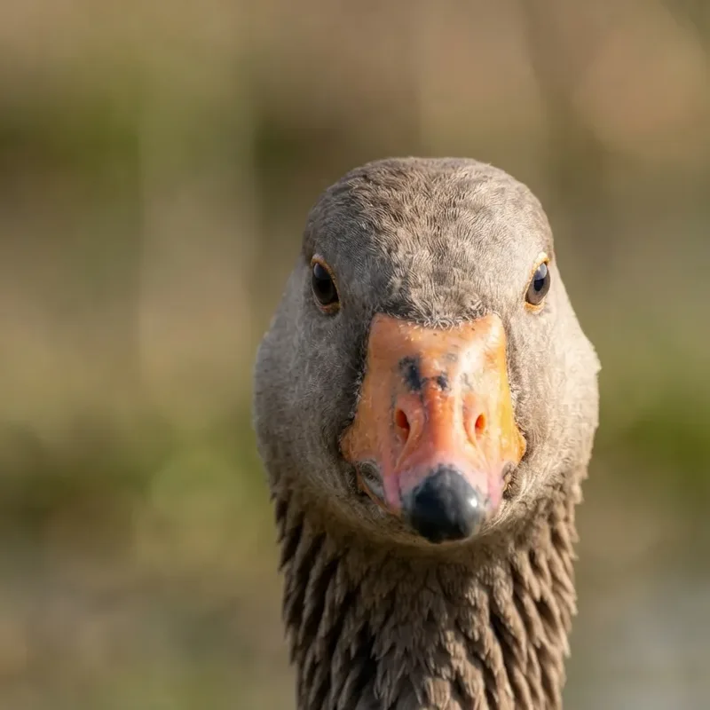 Goose