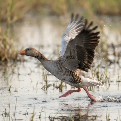 Goose1