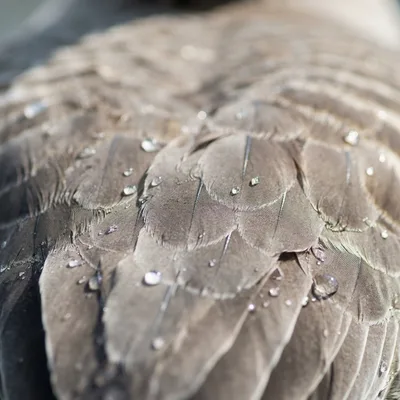 Goose2