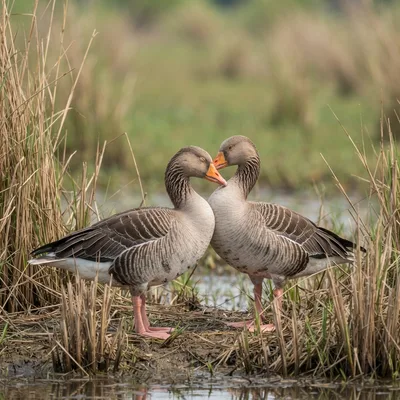 Goose3