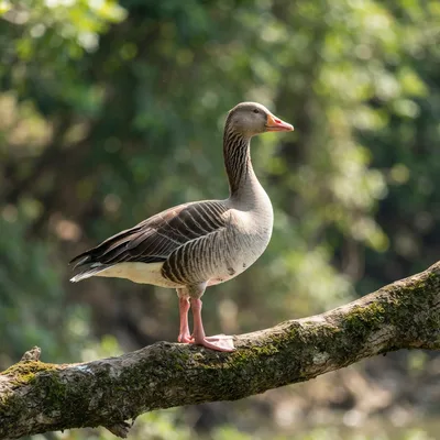 Goose4
