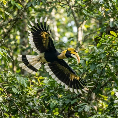 Great Hornbill1