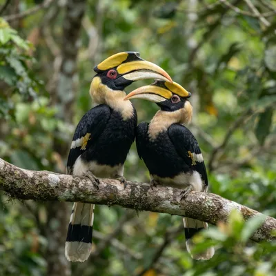 Great Hornbill3
