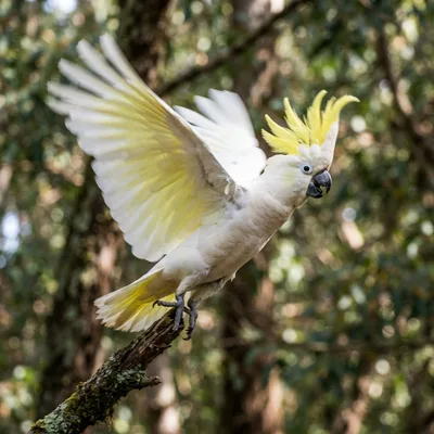 Greater Sulphur-Crested Cockatoo1