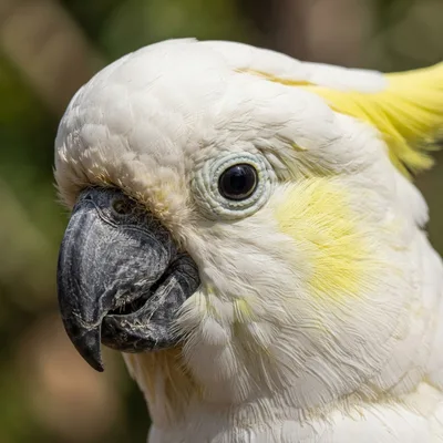 Greater Sulphur-Crested Cockatoo2