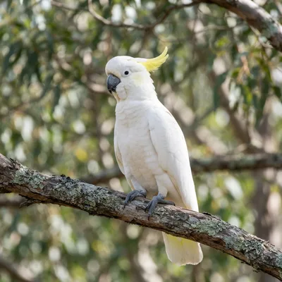 Greater Sulphur-Crested Cockatoo4