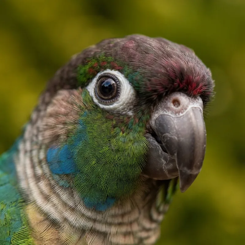 Green-Cheeked Conure