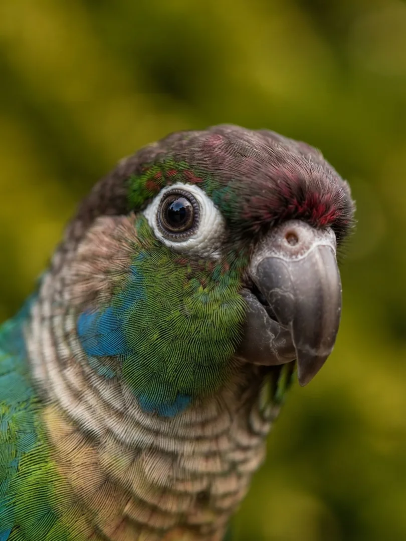 Green-Cheeked Conure