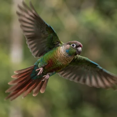 Green-Cheeked Conure1