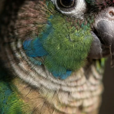 Green-Cheeked Conure2