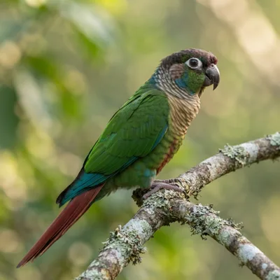 Green-Cheeked Conure4