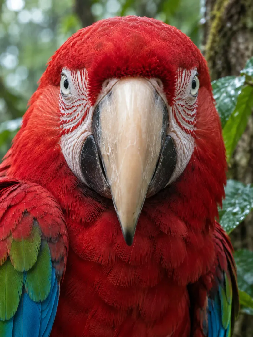 GreenWingedMacaw