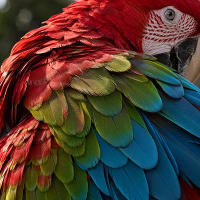 GreenWingedMacaw2