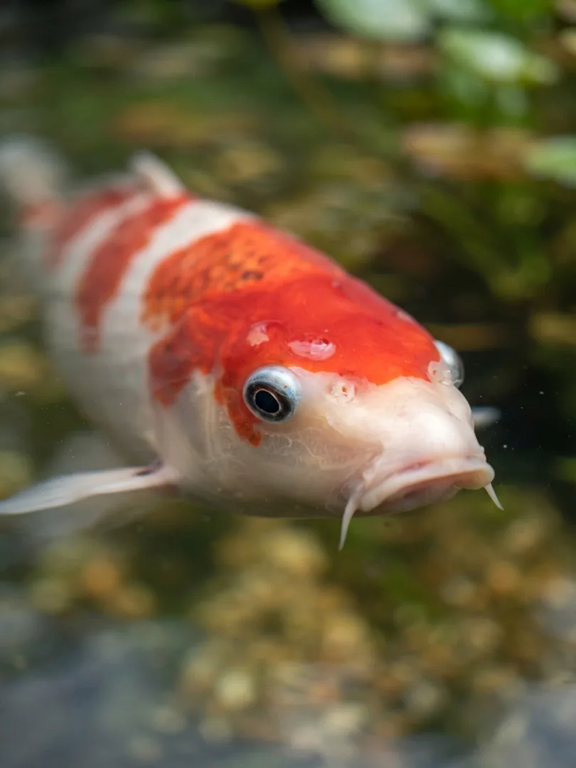 Koi Fish
