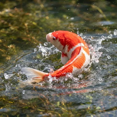 Koi Fish1