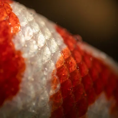 Koi Fish2