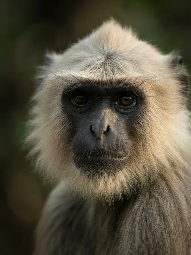 Langur