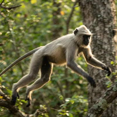 Langur1