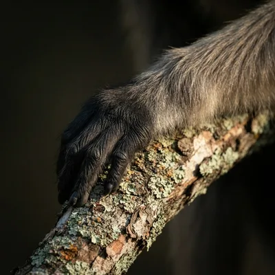 Langur2