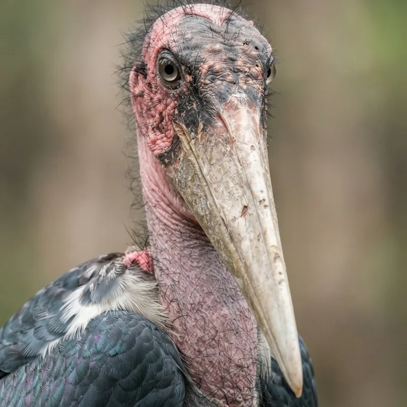 Lesser Adjutant Stork