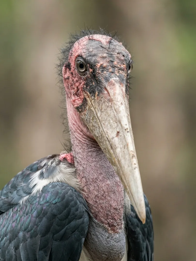 Lesser Adjutant Stork