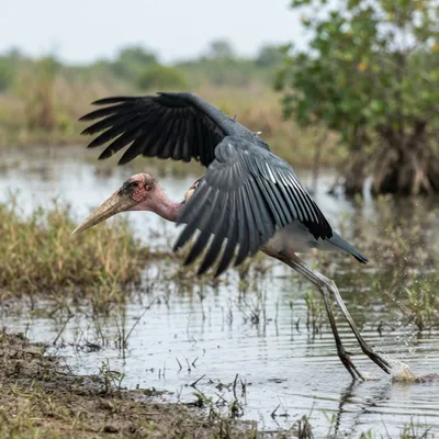 Lesser Adjutant Stork1