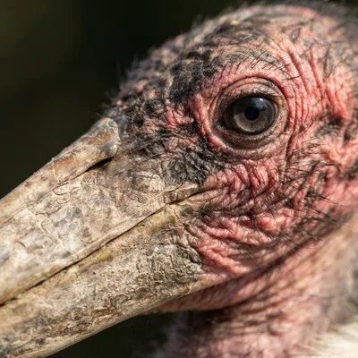 Lesser Adjutant Stork2