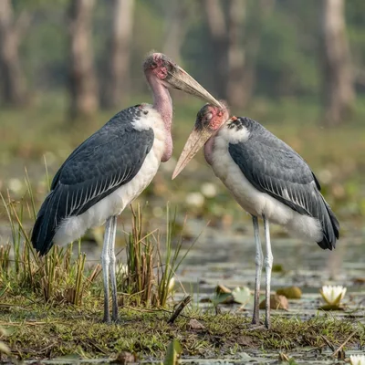 Lesser Adjutant Stork3