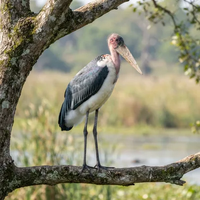 Lesser Adjutant Stork4