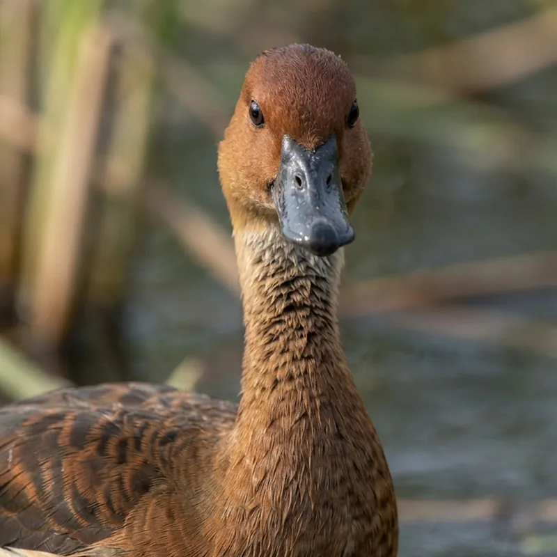 Lesser Whistling Duck