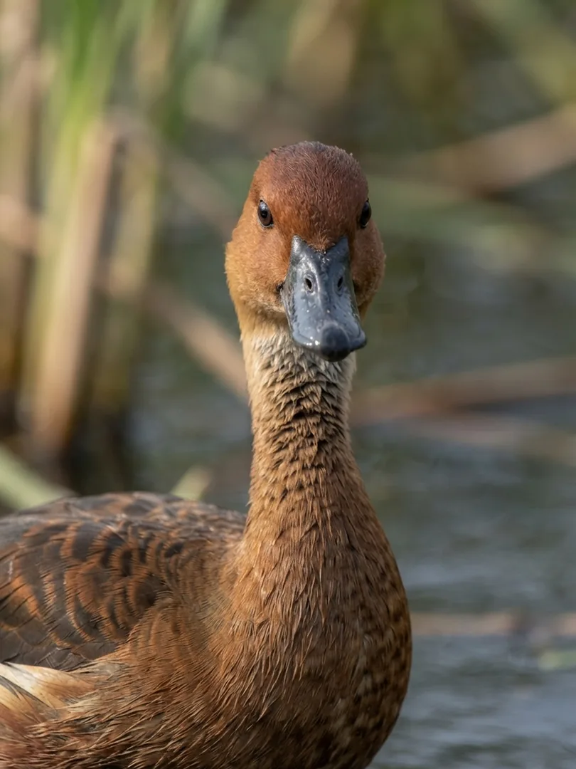 Lesser Whistling Duck