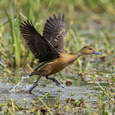 Lesser Whistling Duck1